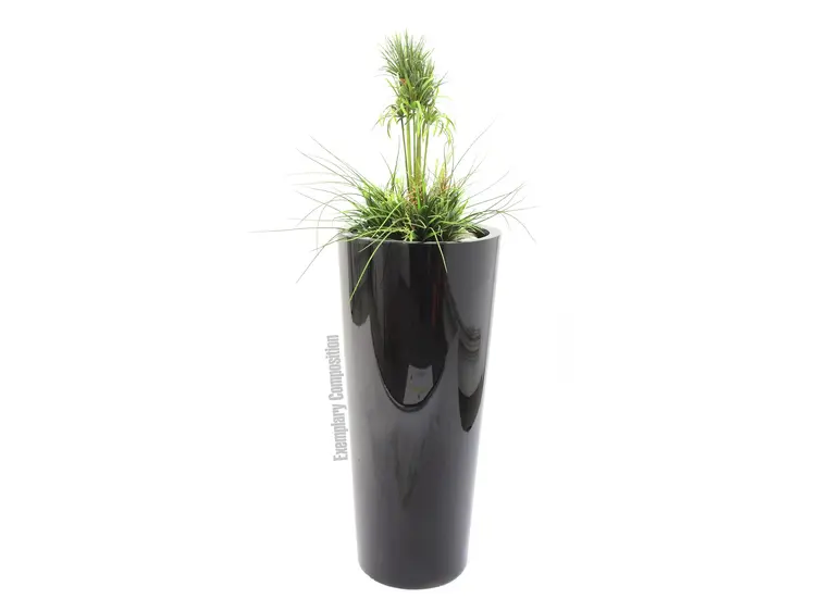 Europalms LEICHTSIN ELEGANCE-110 shiny-black 