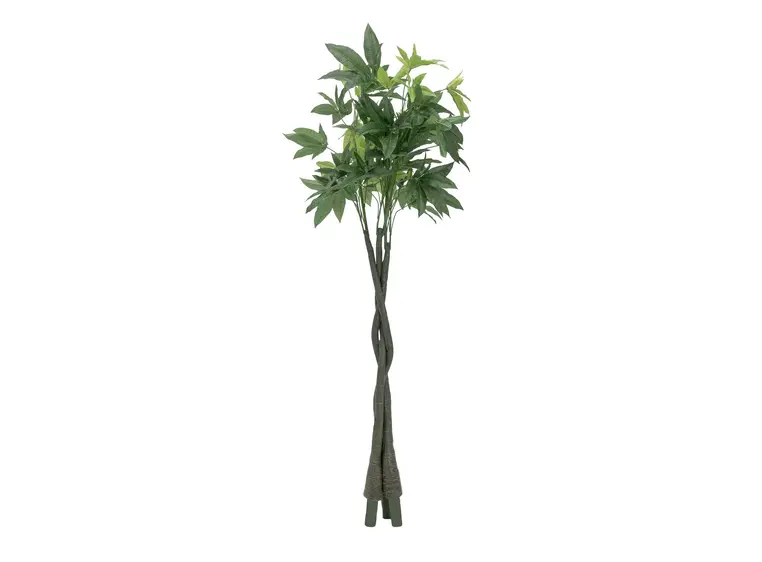 Europalms Pachira balltree, 160cm 