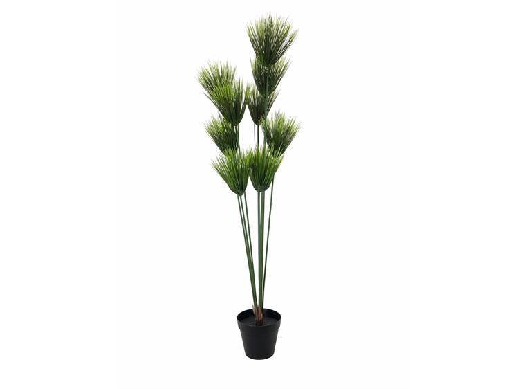 Europalms Papyrus plant, 150cm