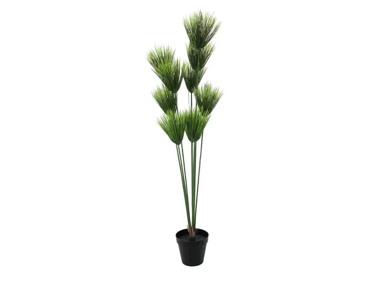 Europalms Papyrus plant, 150cm 