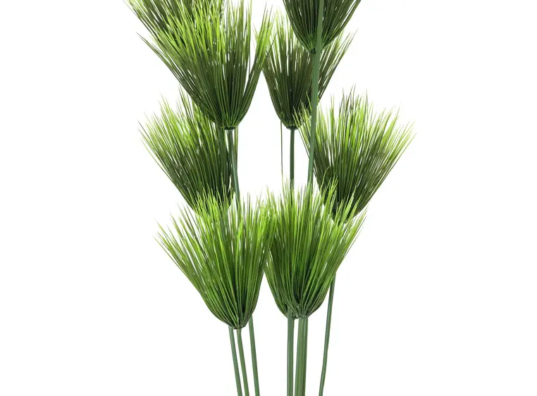 Europalms Papyrus plant, 150cm 