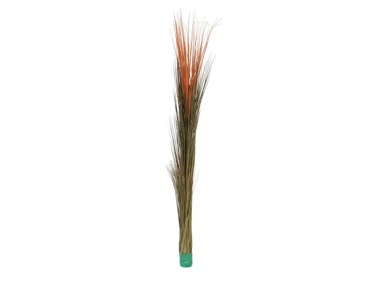 Europalms Reed grass, light brown, 127cm 