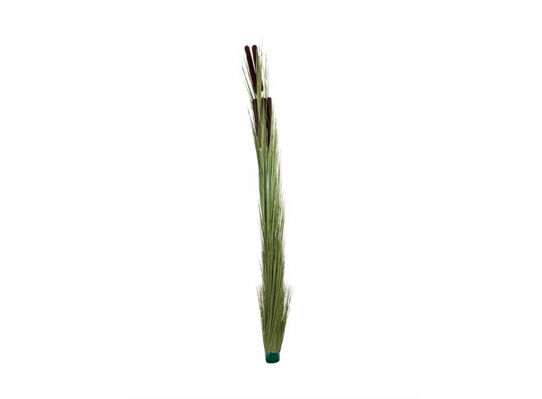Europalms Reed grass w/ cattails light green,152cm