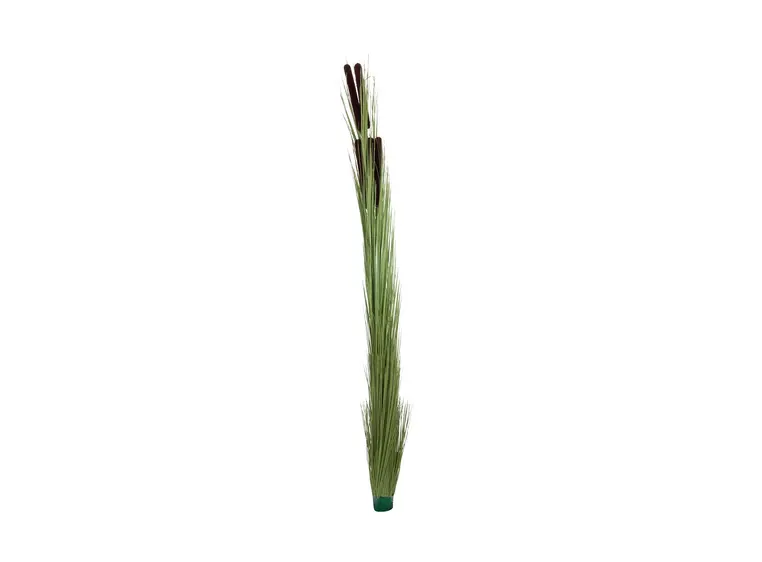 Europalms Reed grass w/ cattails light green,152cm 