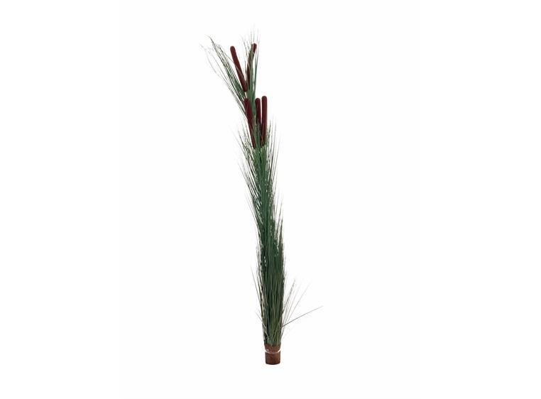Europalms Reed grass with cattails dark-green,152cm