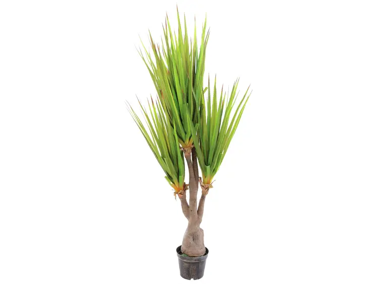 Europalms Sabre-tooth century plant 185cm 