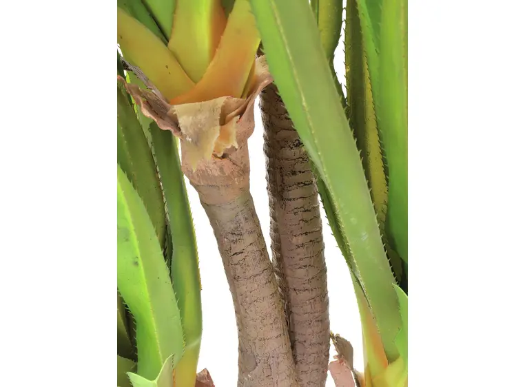 Europalms Sabre-tooth century plant 185cm 