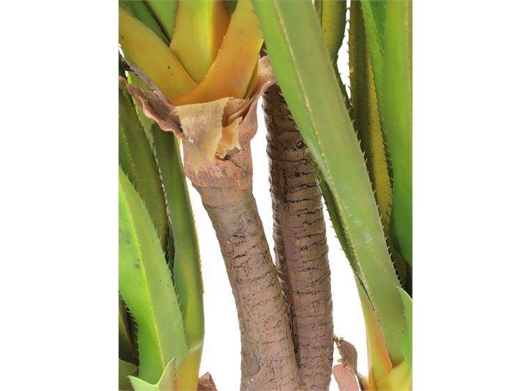 Europalms Sabre-tooth century plant 185cm
