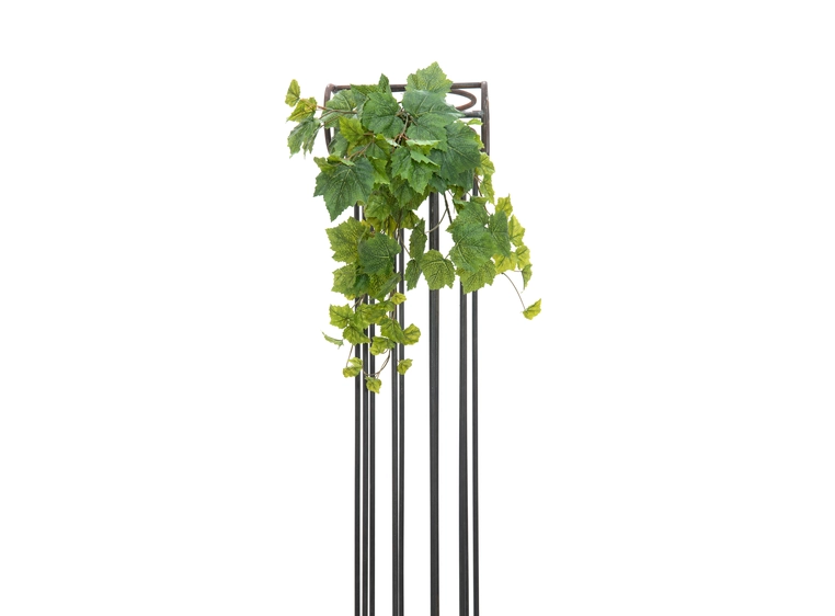 EUROPALMS Grape Bush, Premium, 50cm 