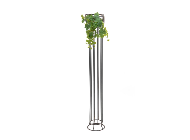 EUROPALMS Grape Bush, Premium, 50cm 