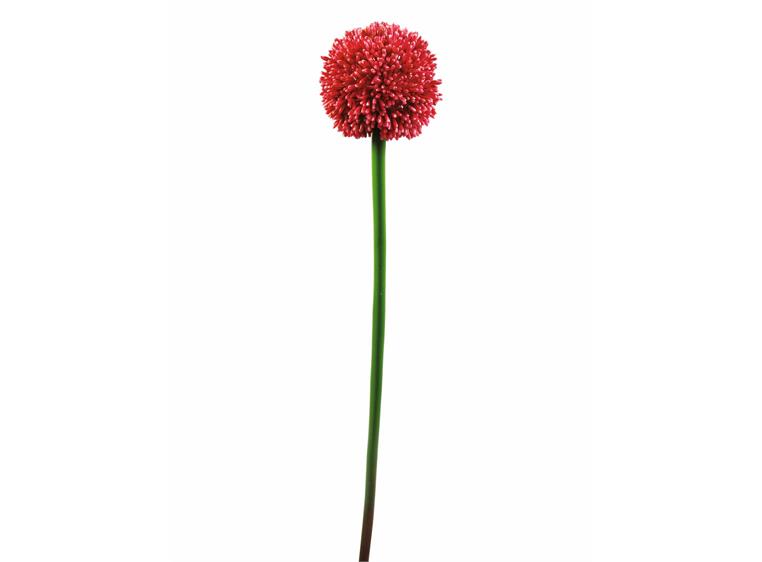 Europalms Allium spray, red, 55cm