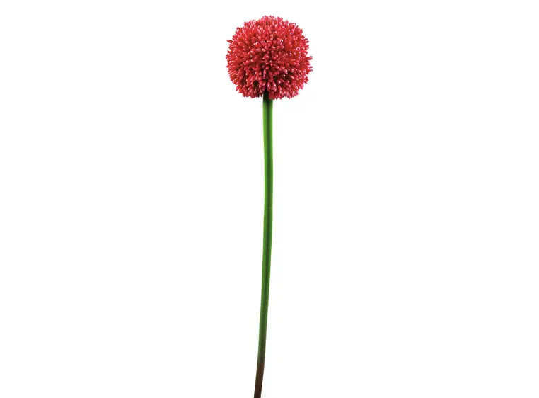 Europalms Allium spray, red, 55cm 