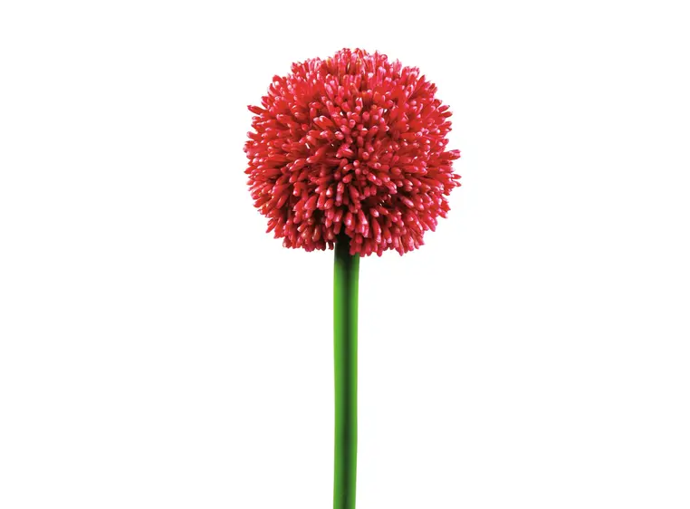 Europalms Allium spray, red, 55cm 