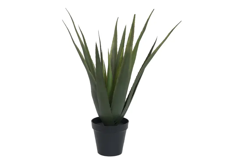 Europalms Aloe vera plant, 60cm 