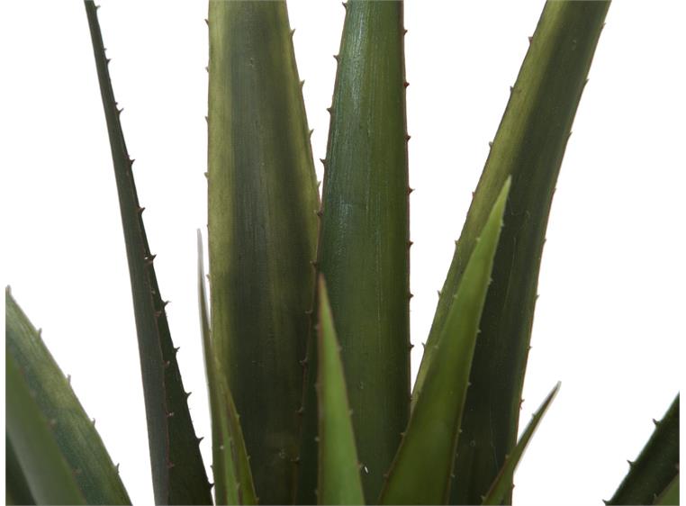 Europalms Aloe vera plant, 60cm