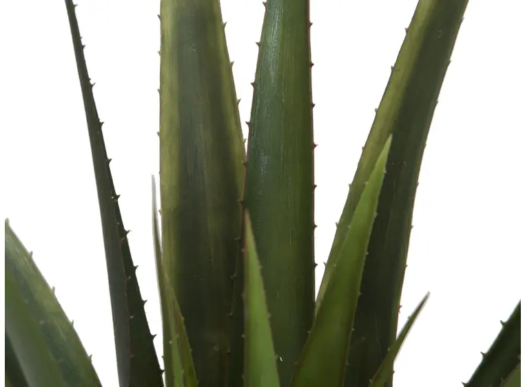 Europalms Aloe vera plant, 60cm 