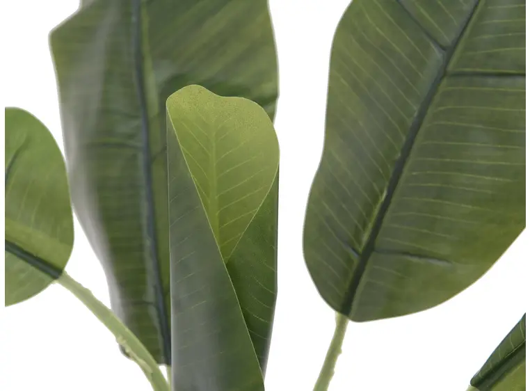 Europalms Banana tree, 100cm 