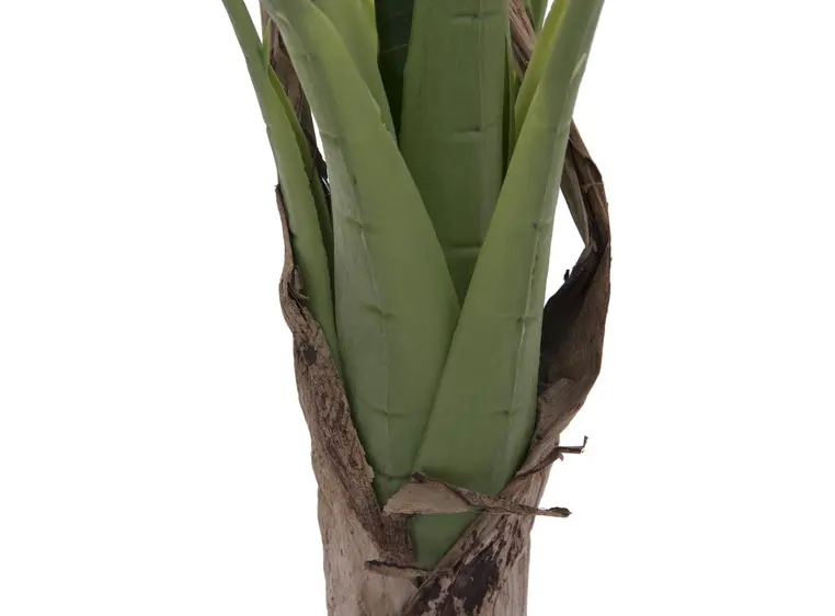 Europalms Banana tree, 100cm 