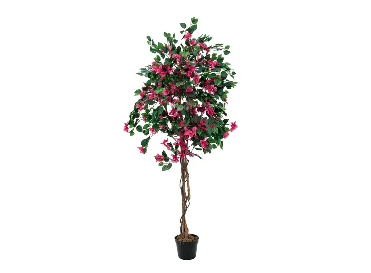 Europalms Bougainvillea, red, 150cm 