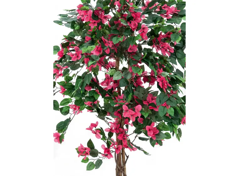 Europalms Bougainvillea, red, 150cm 