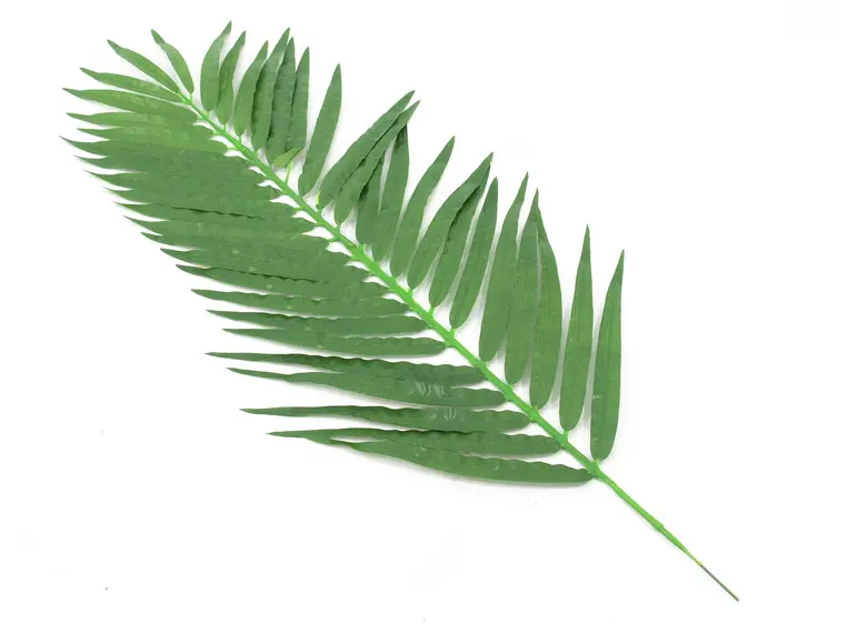 Europalms Coconut Palm Branch 110cm 12x 