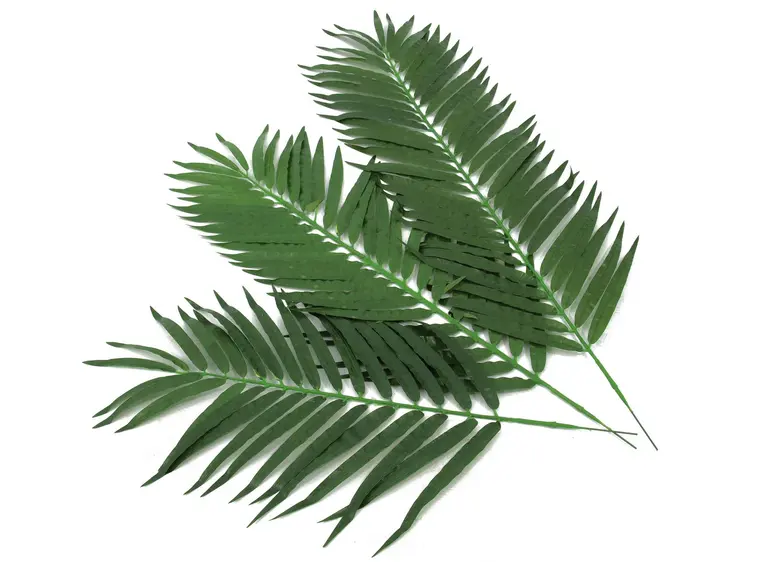 Europalms Coconut Palm Branch 110cm 12x 