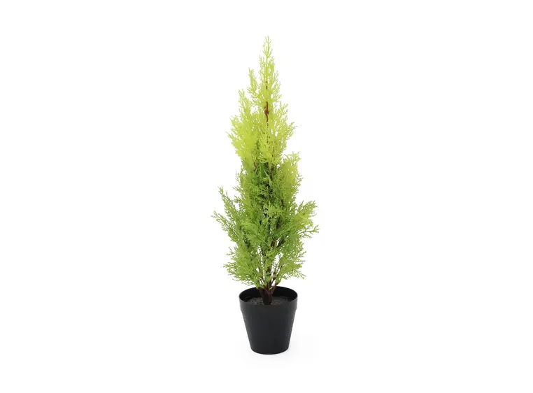 Europalms Cypress, Leyland, 60cm 