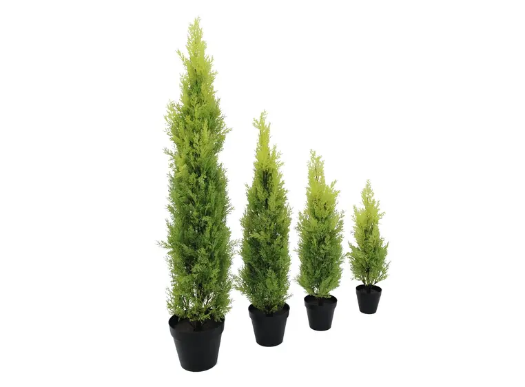 Europalms Cypress, Leyland, 60cm 