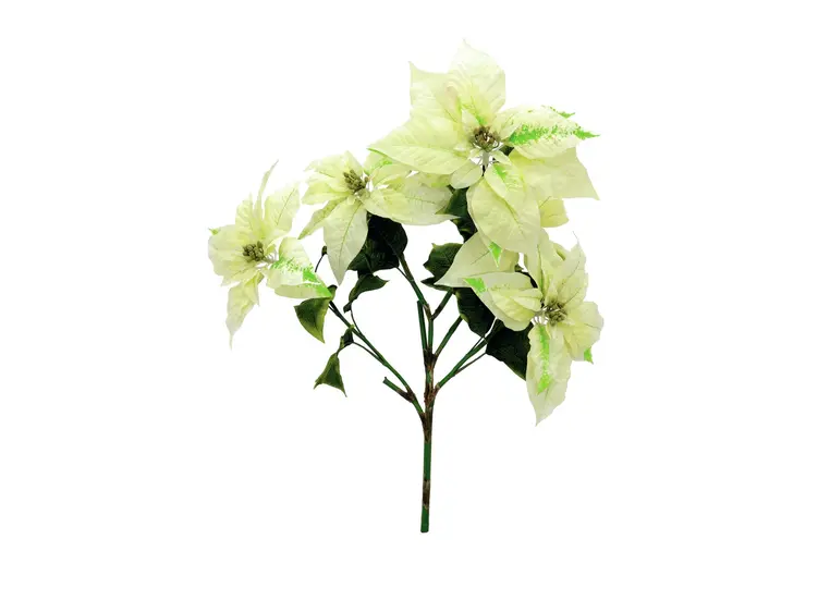 Europalms Hvit Julestjerne 60cm 