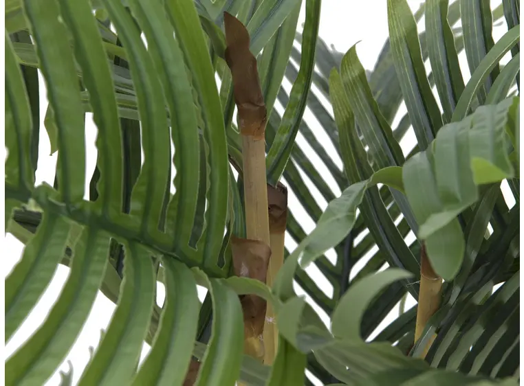 Europalms Kentia palm tree, 140cm 