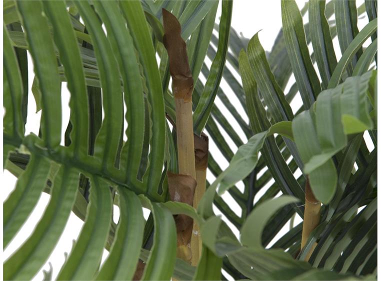Europalms Kentia palm tree, 140cm