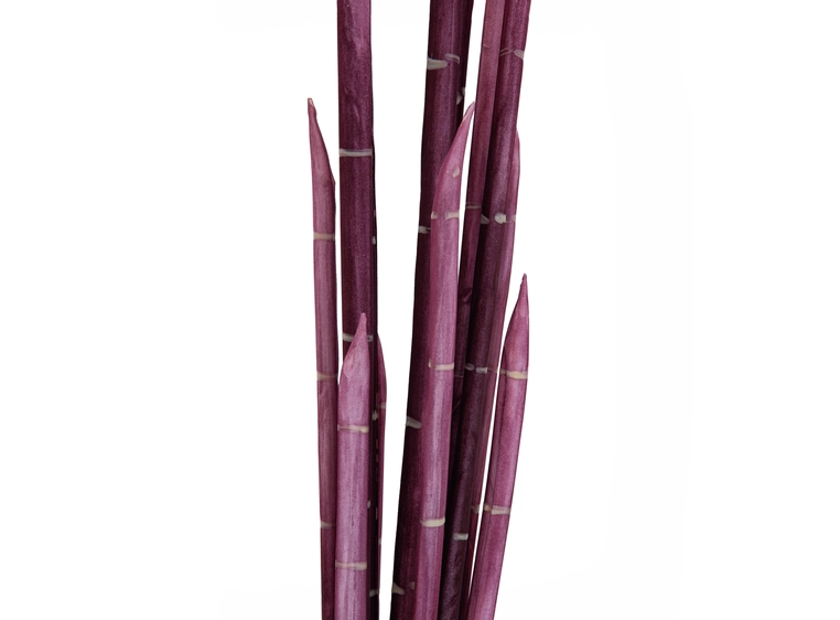 Europalms Magic Onion Stalks, rose 134cm 