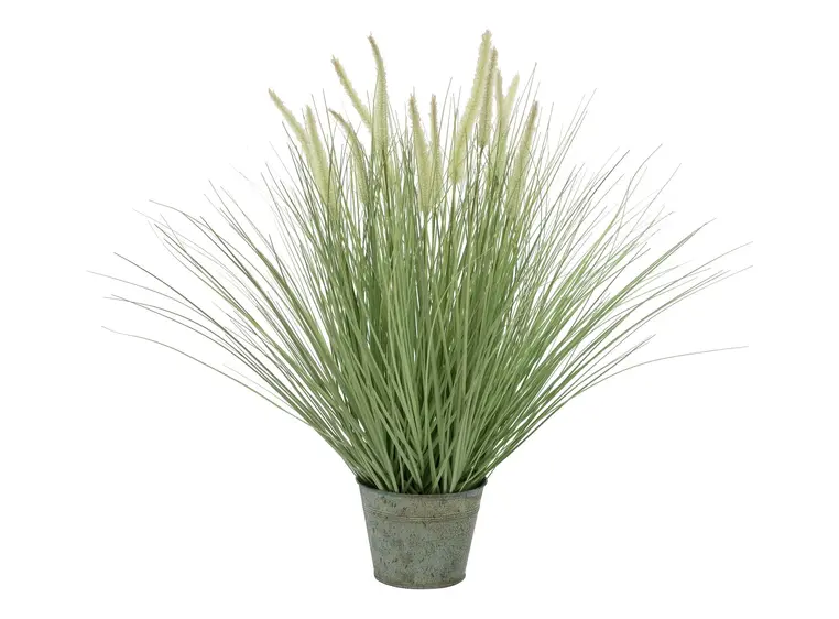 Europalms Ornamental blooming grass 70cm 