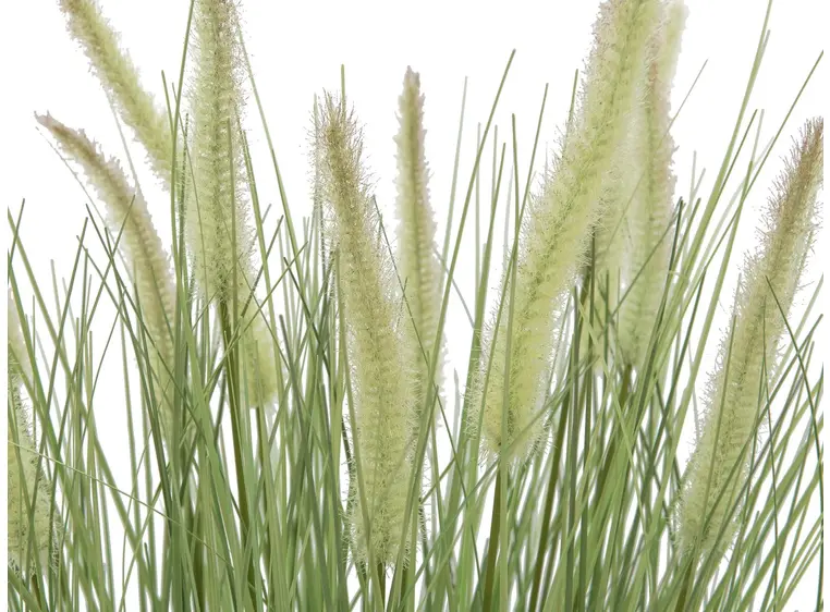 Europalms Ornamental blooming grass 70cm 