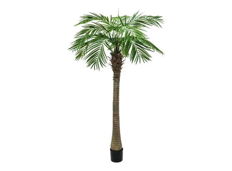 Europalms Phoenix palm tree luxor, 240cm 