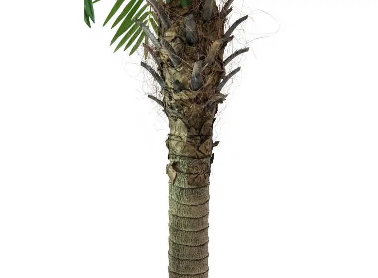 Europalms Phoenix palm tree luxor, 240cm 