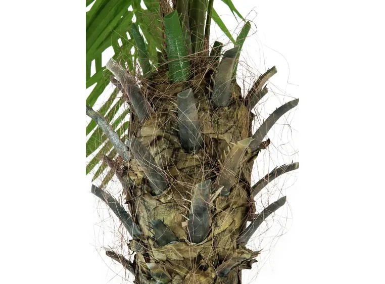 Europalms Phoenix palm tree luxor, 240cm 