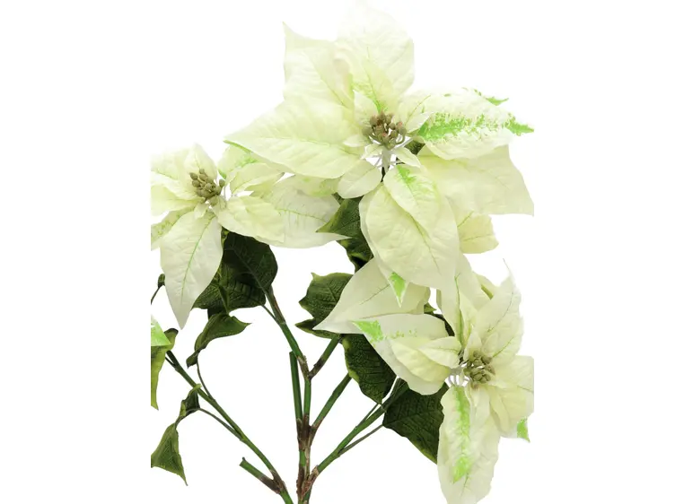 Europalms Poinsettia bush, cream, 60cm 