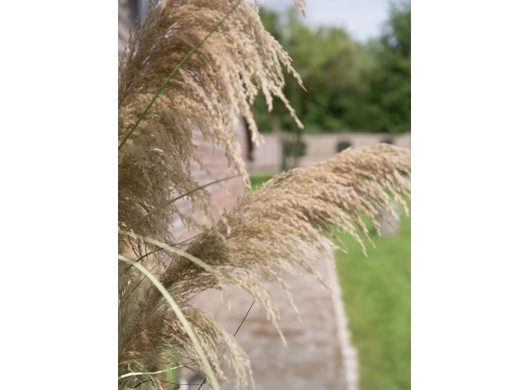 Europalms Chinese silvergrass artificial plant, 180 cm 