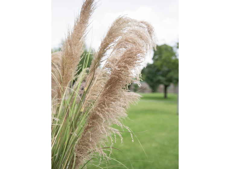 Europalms Chinese silvergrass artificial plant, 180 cm 