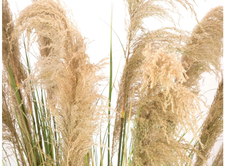 Europalms Chinese silvergrass artificial plant, 180 cm 