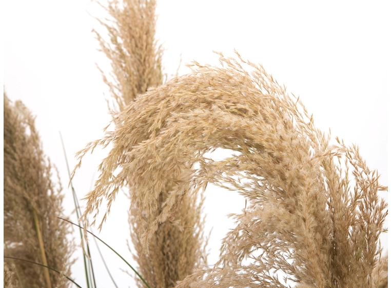 Europalms Chinese silvergrass artificial plant, 180 cm 