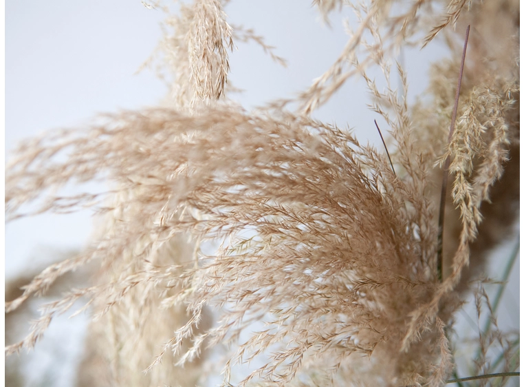 Europalms Chinese silvergrass artificial plant, 180 cm 