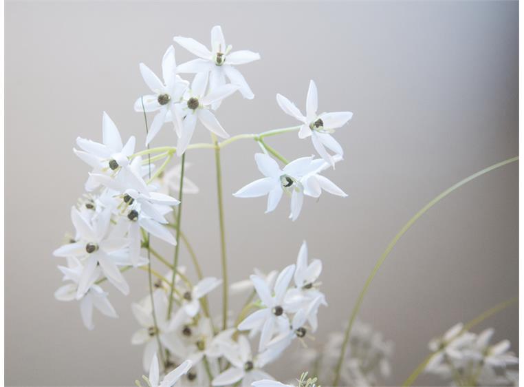 Europalms Jasmin grass artificial plant, white, 130 cm