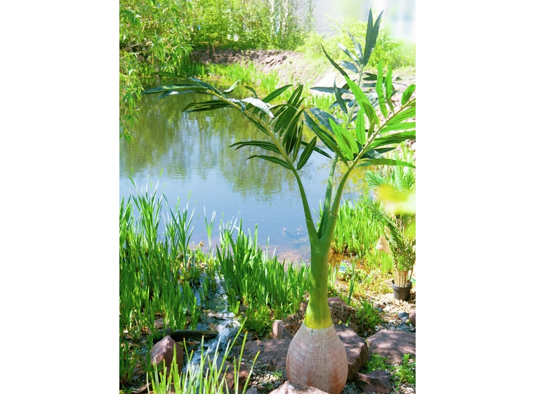 Europalms Phoenix palm artificial plant, 240cm 