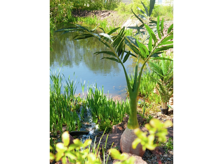 Europalms Phoenix palm artificial plant, 240cm 