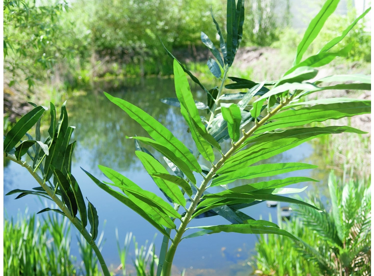 Europalms Phoenix palm artificial plant, 240cm 