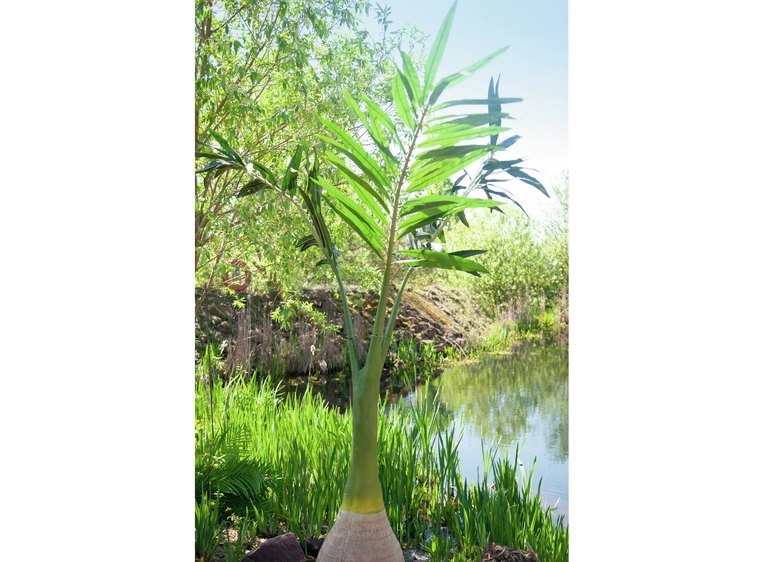 Europalms Phoenix palm artificial plant, 240cm 