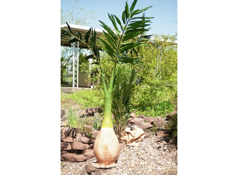 Europalms Phoenix palm artificial plant, 240cm 