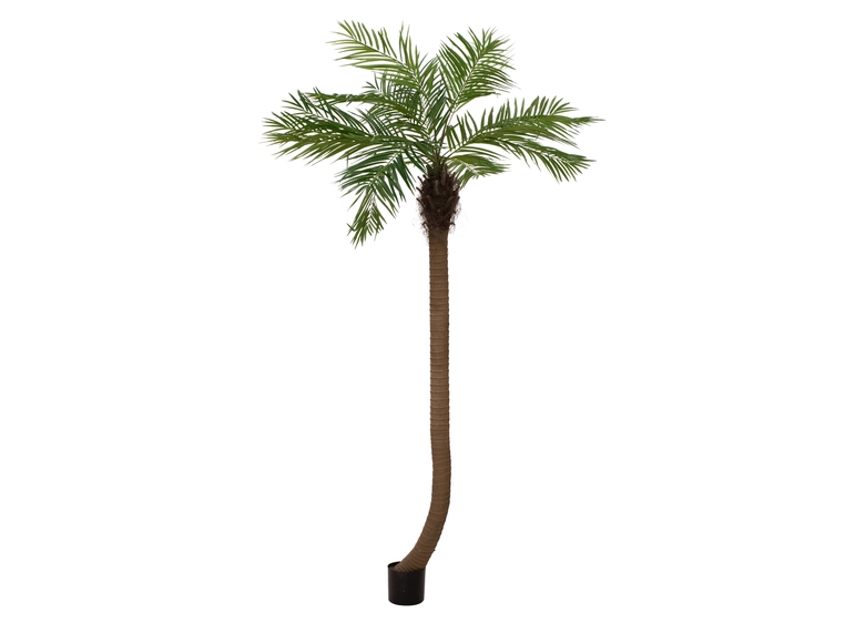 Europalms Phoenix palm tree luxor curved artificial plant, 240cm 